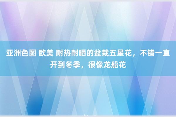 亚洲色图 欧美 耐热耐晒的盆栽五星花，不错一直开到冬季，很像龙船花